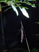 197. Mulu Nationalpark - Nachtwanderung