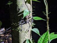 198. Mulu Nationalpark - Nachtwanderung