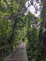 223. Mulu Nationalpark Canopy Walk - Hängebrücken