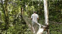 227. Mulu Nationalpark Canopy Walk - Hängebrücken