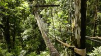 229. Mulu Nationalpark Canopy Walk - Hängebrücken