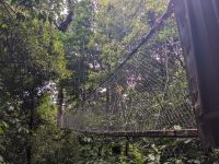 230. Mulu Nationalpark Canopy Walk - Hängebrücken