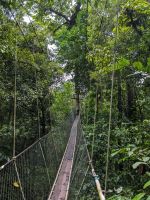 231. Mulu Nationalpark Canopy Walk - Hängebrücken