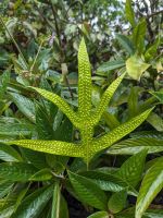 238. Sonnenaufgangsspaziergang mit Larry an unserer Hotelanlage