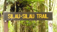 269. Mt. Kinabalu Nationalpark - Subtropischer Regenwald