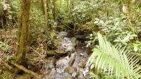 270. Mt. Kinabalu Nationalpark - Subtropischer Regenwald
