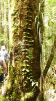 271. Mt. Kinabalu Nationalpark - Subtropischer Regenwald