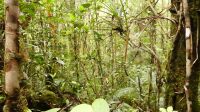 273. Mt. Kinabalu Nationalpark - Subtropischer Regenwald