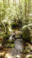 282. Mt. Kinabalu Nationalpark - Subtropischer Regenwald - Botanischer Garten