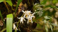 286. Mt. Kinabalu Nationalpark - Subtropischer Regenwald - Botanischer Garten