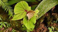287. Mt. Kinabalu Nationalpark - Subtropischer Regenwald - Botanischer Garten