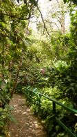 289. Mt. Kinabalu Nationalpark - Subtropischer Regenwald - Botanischer Garten