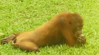 329. Sepilok Orang Utan Sanctuary