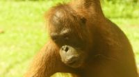 330. Sepilok Orang Utan Sanctuary