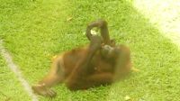 331. Sepilok Orang Utan Sanctuary