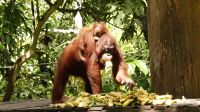 333. Sepilok Orang Utan Sanctuary