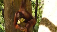 334. Sepilok Orang Utan Sanctuary