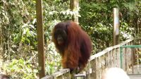 336. Sepilok Orang Utan Sanctuary