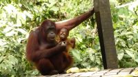 337. Sepilok Orang Utan Sanctuary