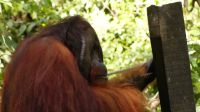 341. Sepilok Orang Utan Sanctuary