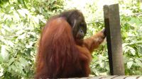 342. Sepilok Orang Utan Sanctuary
