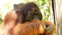 343. Sepilok Orang Utan Sanctuary