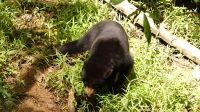 348. Sun Bear Auffangstation