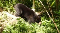 350. Sun Bear Auffangstation