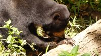 352. Sun Bear Auffangstation