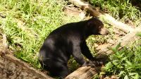 353. Sun Bear Auffangstation