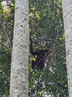 356. Überraschung am Ausgang der Sun Bear Auffangstation
