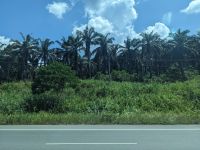 357. Fahrt nach Sukau - vorbei an Palmen, Palmen und noch mehr Palmen für die Palmölherstellung