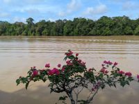 401. Aussicht zum Frühstück Rainforest Lodge Sukau