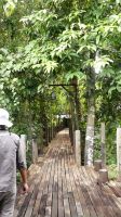403. Spaziergang entlang des Boardwalks der Rainforest Lodge Sukau