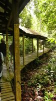 406. Spaziergang entlang des Boardwalks der Rainforest Lodge Sukau