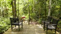 410. Spaziergang entlang des Boardwalks der Rainforest Lodge Sukau