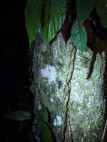 439. Abendspaziergang Boardwalk der Rainforest Lodge Sukau