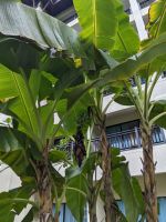 478. Anlage La Rasa Ria