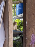 482. Ausflug Rhino Centre als Abschluss der Reise - tierischer Besuch