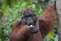 Kalimantan Orang 6