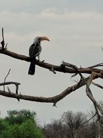 045 Moremi Game Reserve