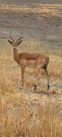 049 Moremi Game Reserve