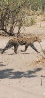 053 Moremi Game Reserve