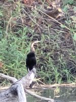 078 Bootsfahrt auf dem Okavango