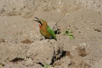 1 Bienenfresser,