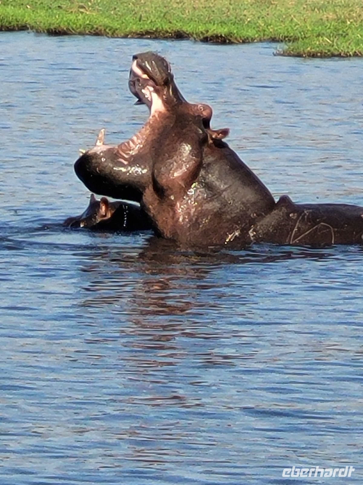 197 Bootstour auf dem Chobe