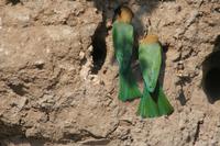 2 Bienenfresser,