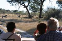 Wir entdecken Zebras