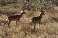 Impalas