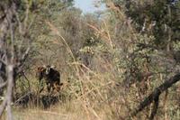 Sehr seltene Säbelantilopen